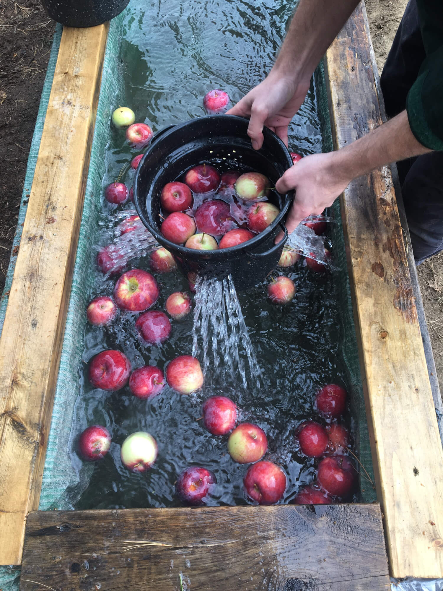 apples getting washed and put in bucket