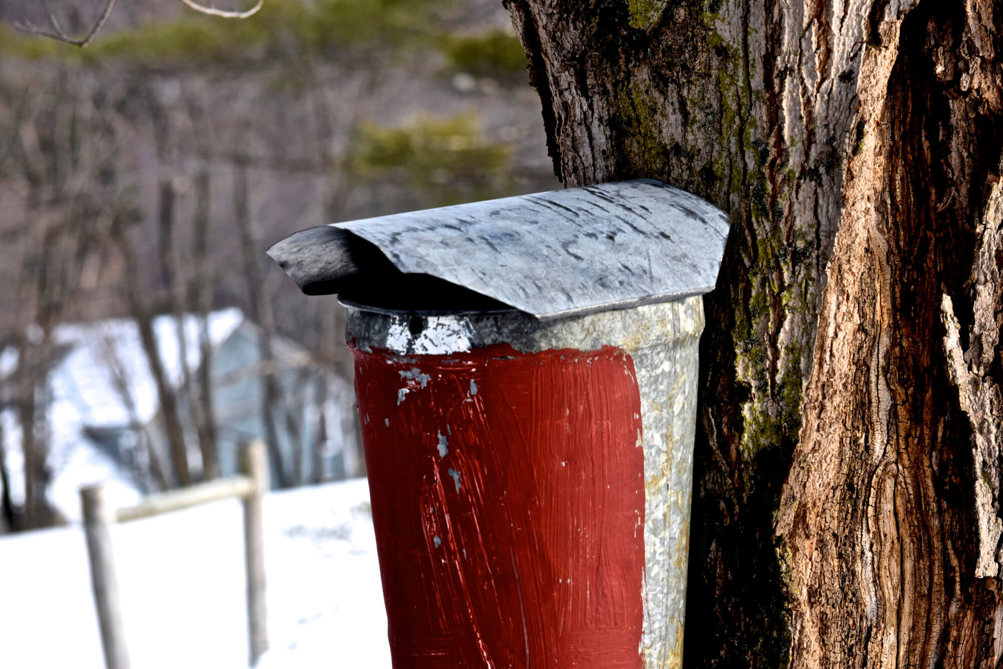 red metal sap collecting bucket on tree