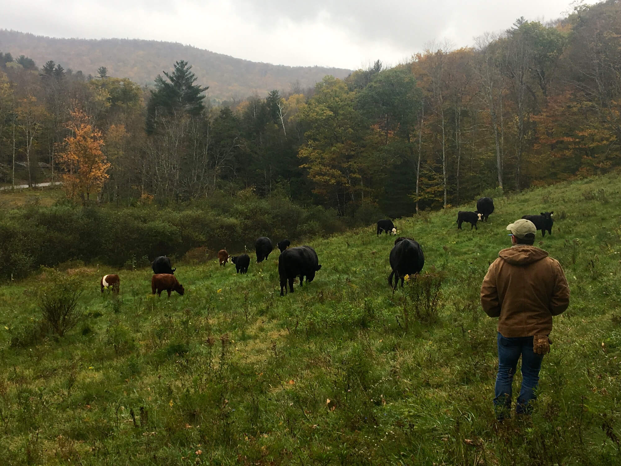 farm crew man watching cows in autumn field
