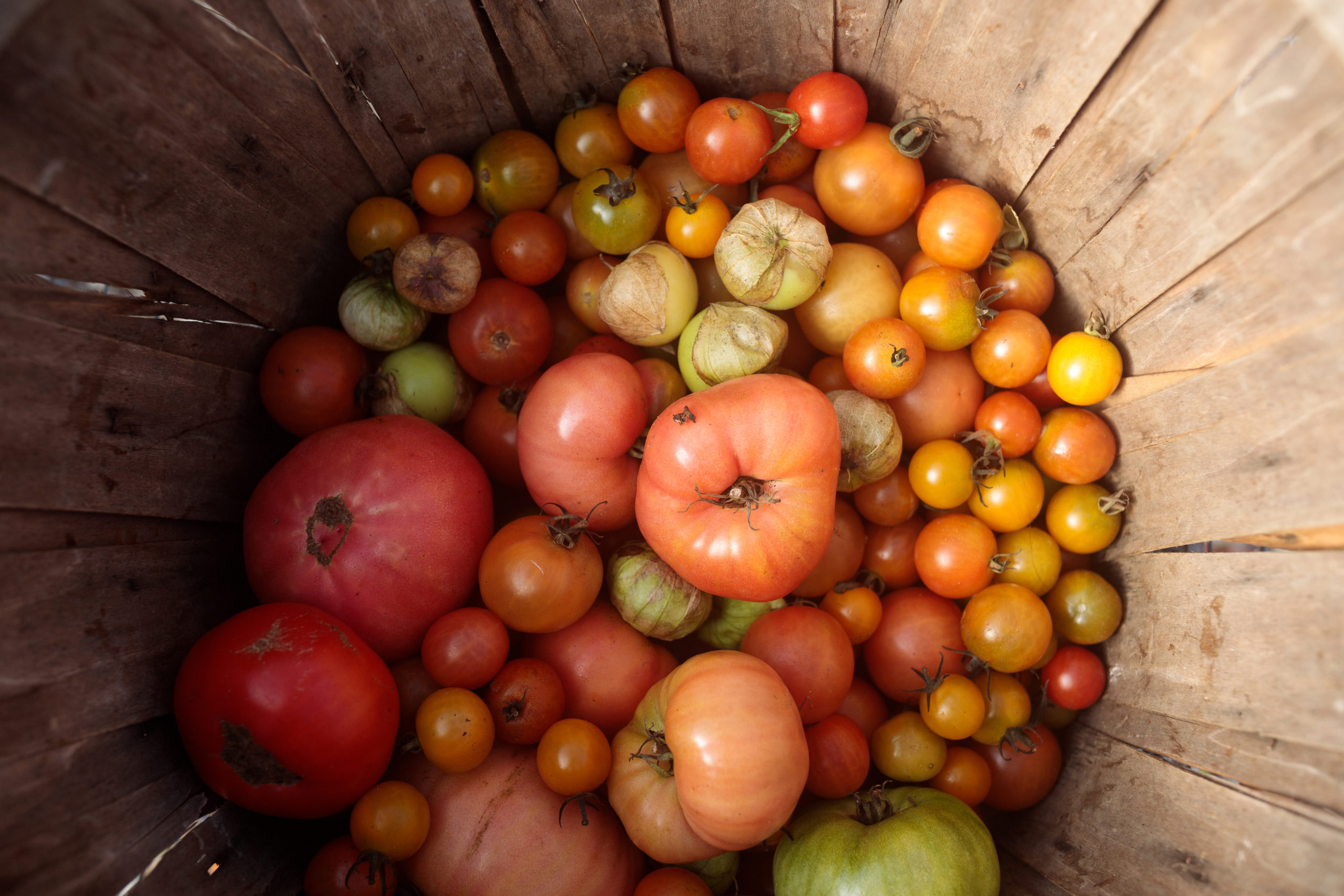 a pile of tomatoes sitting in a bucket