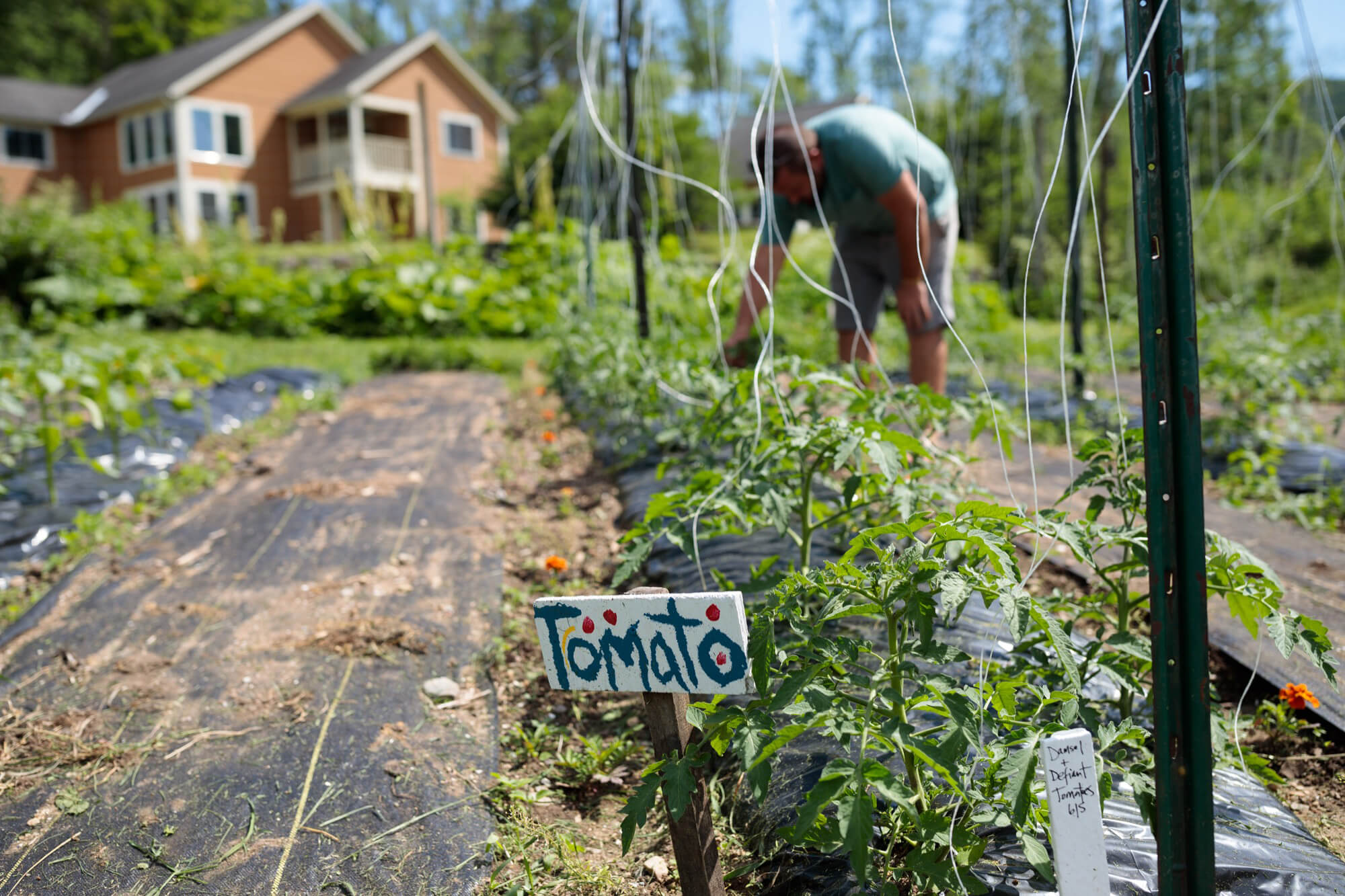 tomato sign with row of tomato starters planted