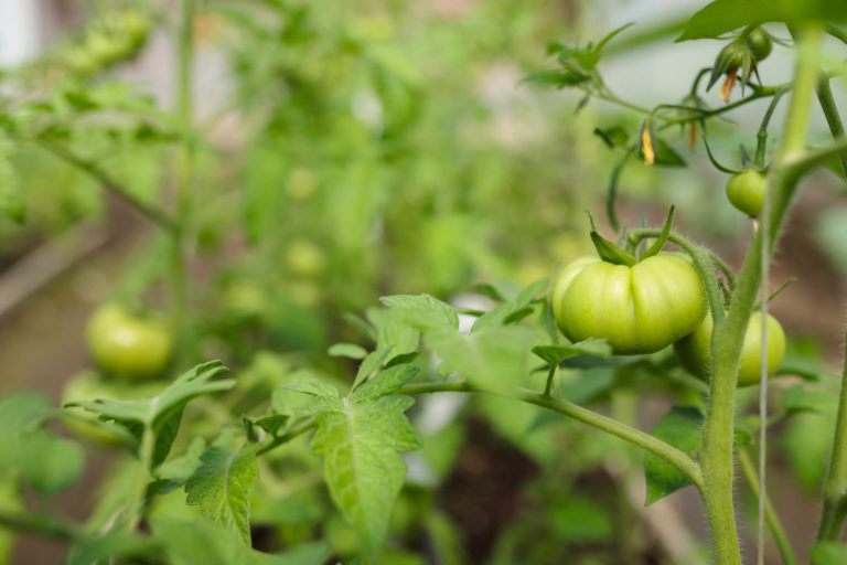 growing green tomatoes
