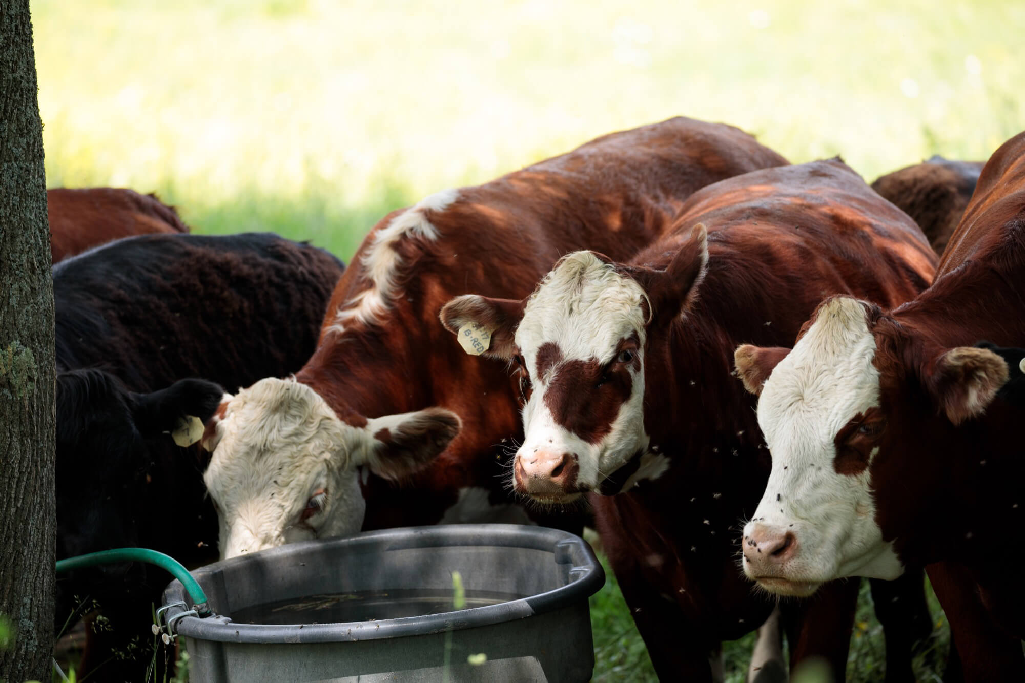 brown cows drinking water