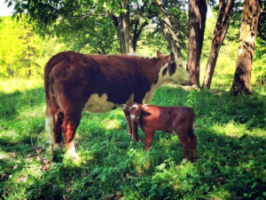 brown cow and baby calf in grassy field