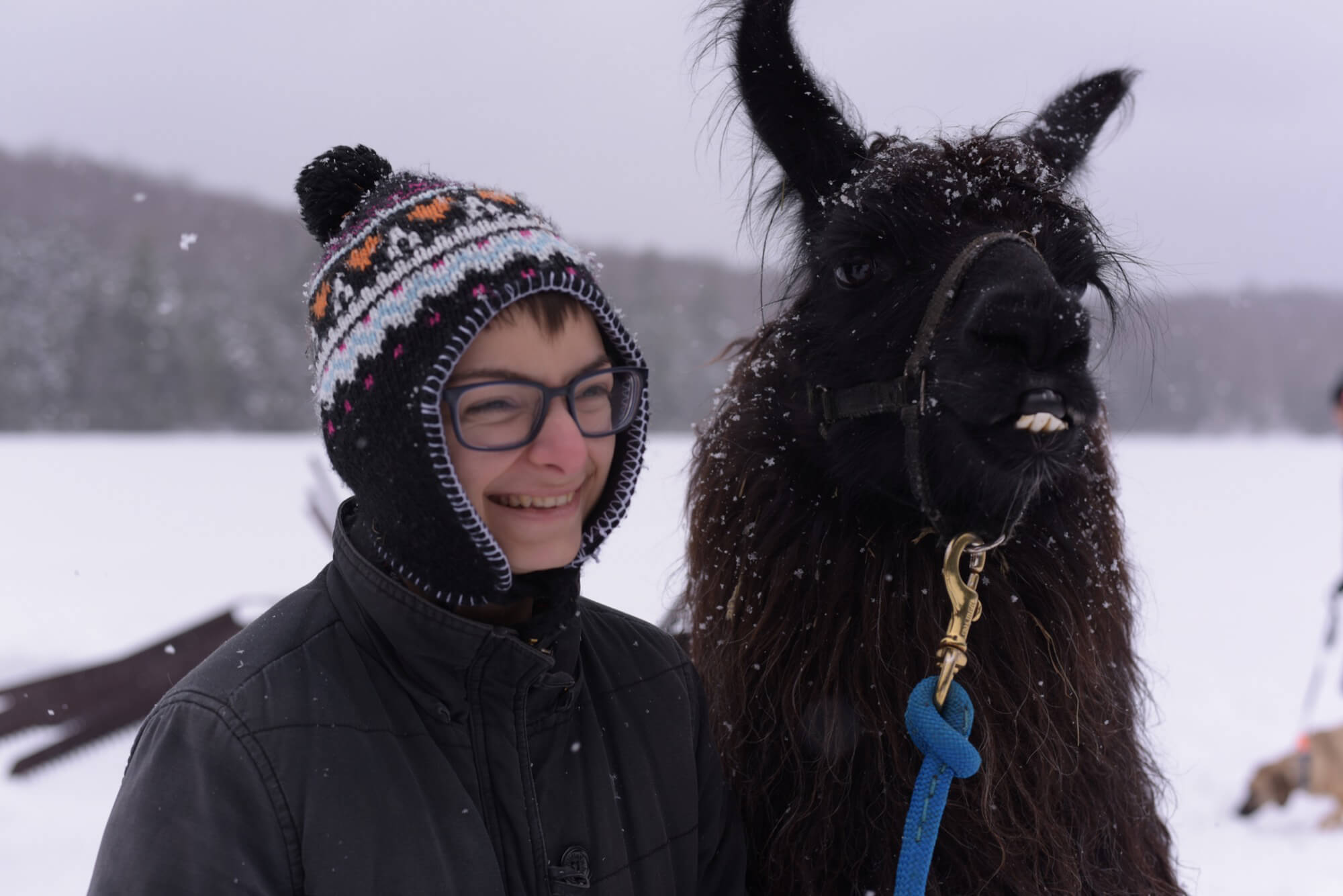 smiling llama and person in the snow
