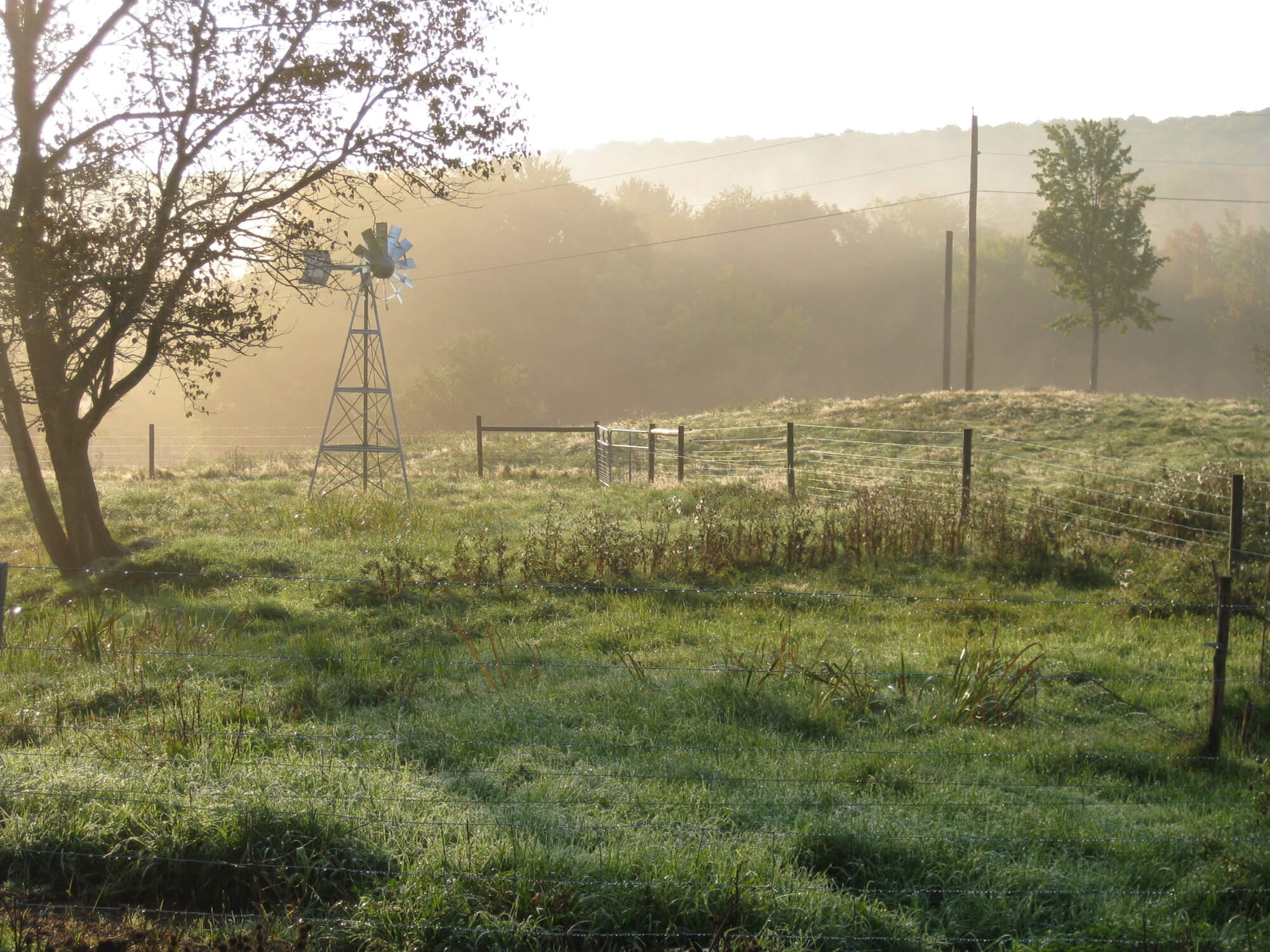 misty field with fence and wind vane