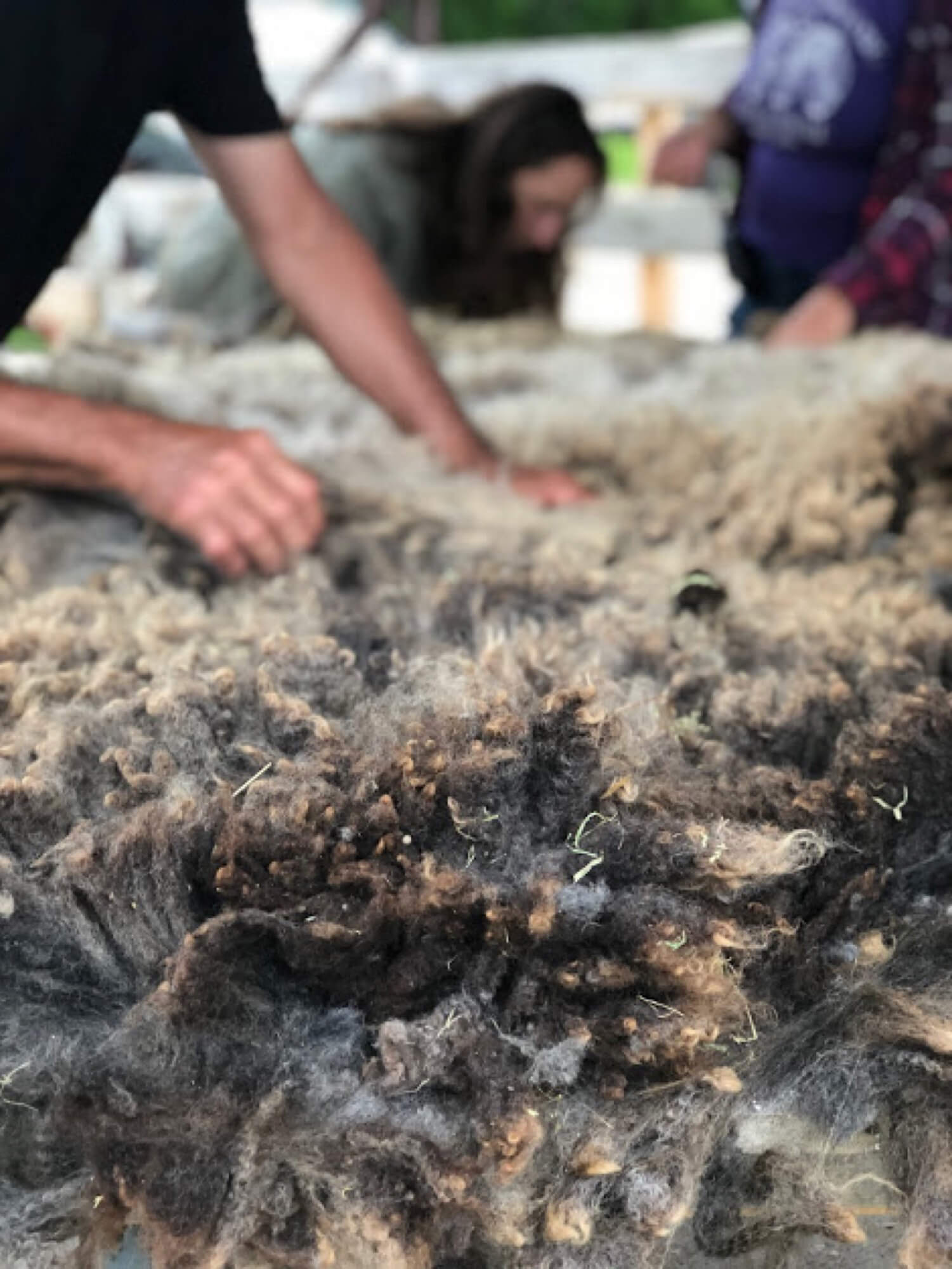 people grabbing sheared wool