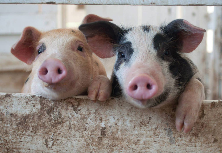 two piglets looking through fence