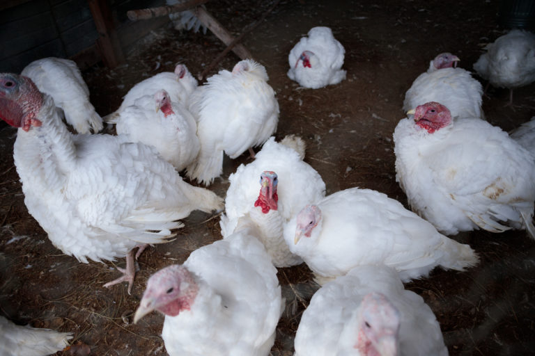 white chickens on dirt covered floor