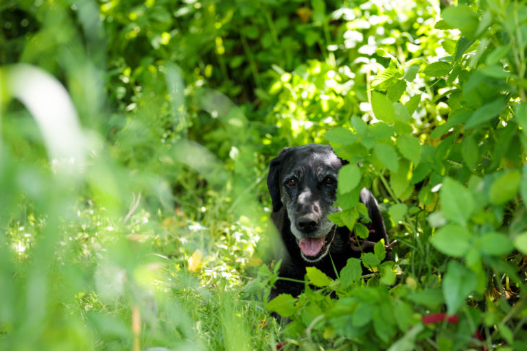 black dog peaking through leaves