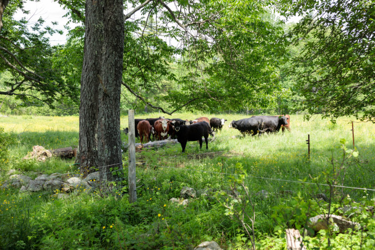cows in green pasture