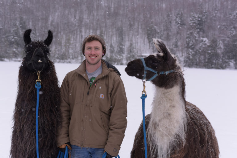 smiling man standing between two llamas