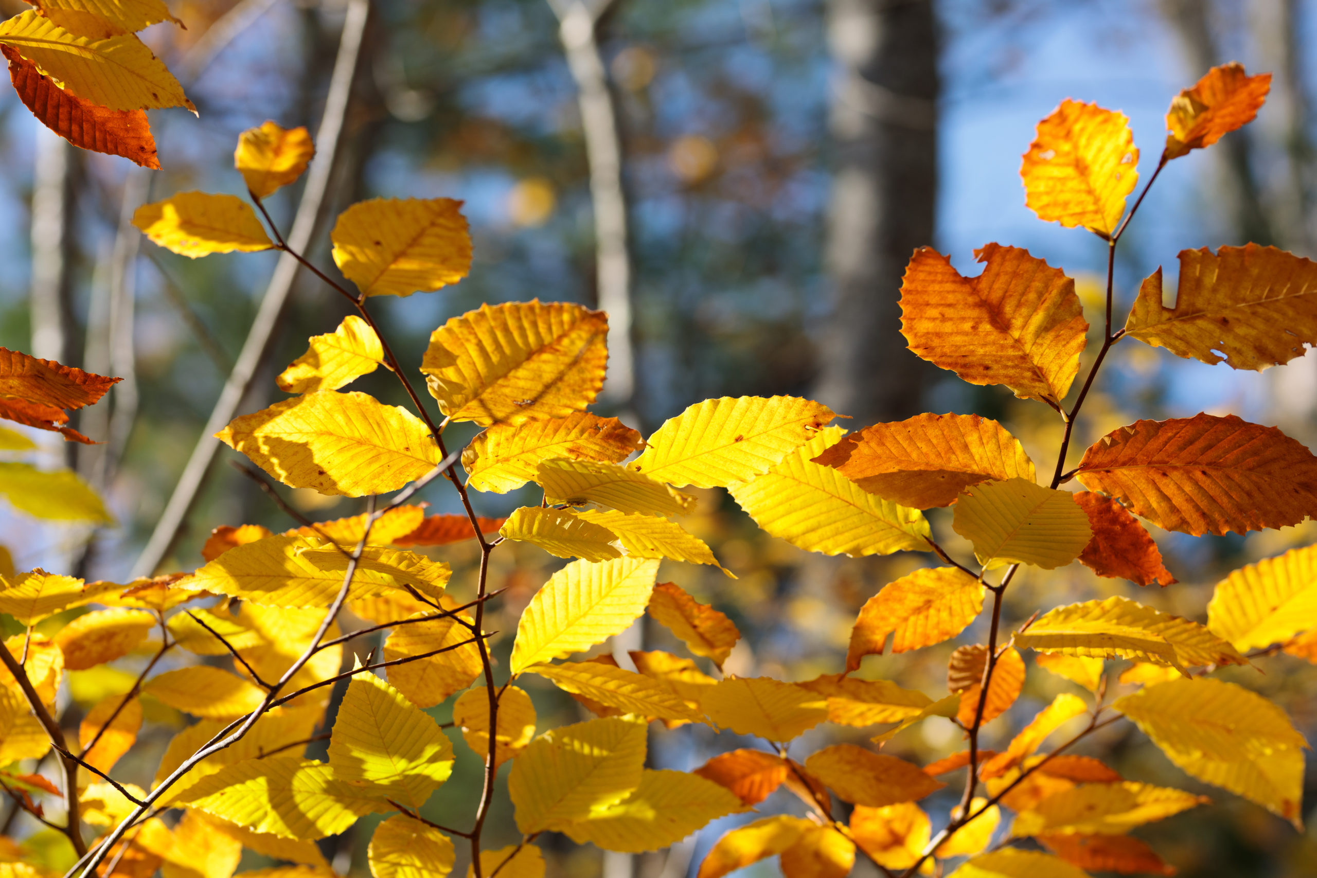 yellow and red leaves on branches