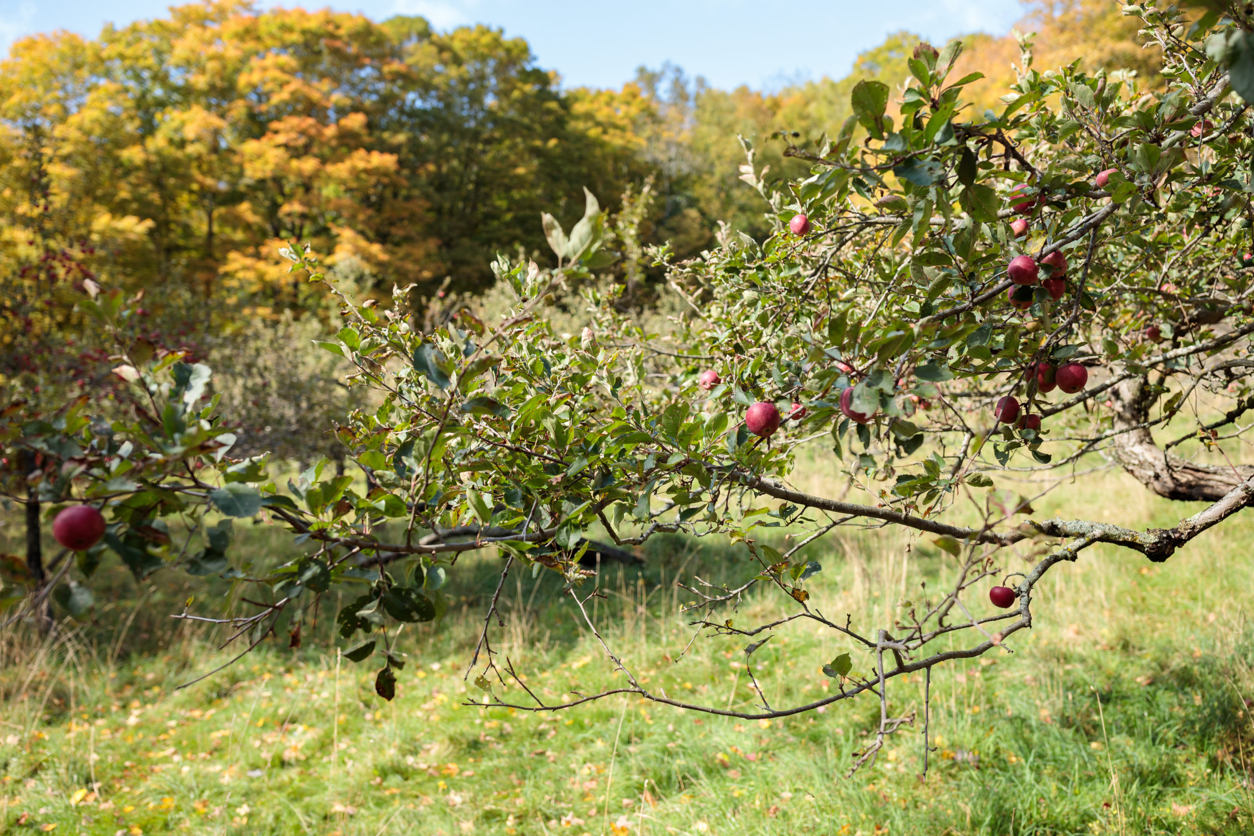 Spring Lake Ranch apple orchard