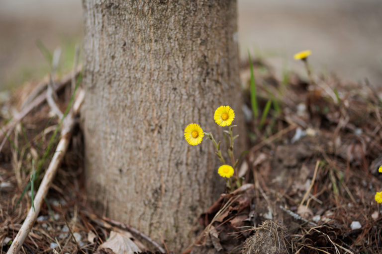 Three yellow flowers bloom next to a tree trunk