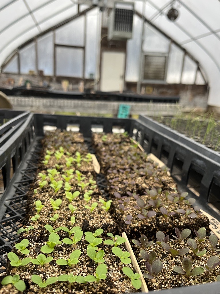 seed-planting in the Ranch greenhouse